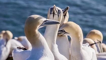 99图库-期号检索-追踪公告，4九图库